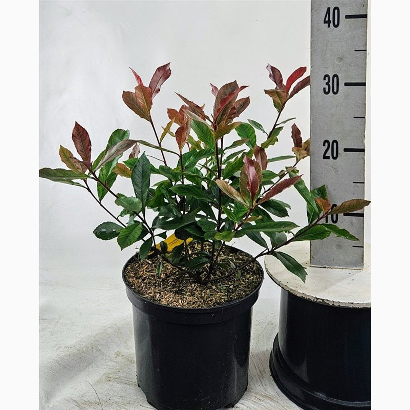 Fotinia – Photinia fraseri 'Carré Rouge' - C5 30-40 CM